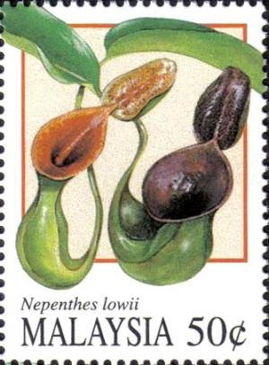Colnect-1792-817-Pitcher-Plants--Nephentes-lowii.jpg