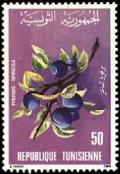 Colnect-556-407-Prunus-spinosa.jpg