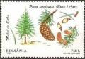 Colnect-754-857-Sitka-Spruce-Picea-sitchensis.jpg