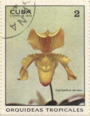 Colnect-1209-853-Cypripedium-doraeus.jpg