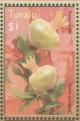 Colnect-6240-709-Punica-granatum.jpg