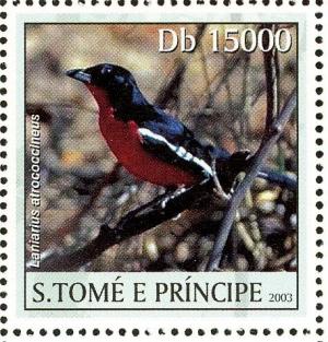 Colnect-3685-939-Crimson-breasted-Shrike-nbsp--nbsp--nbsp--nbsp-Laniarius-atrococcineus.jpg