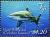 Colnect-6479-606-Oceanic-Whitetip-Shark-Carcharhinus-longimanus.jpg