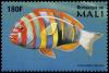Colnect-2377-119-Australian-Harlequin-Tuskfish-Choerodon-fasciata.jpg