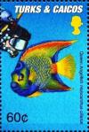 Colnect-5768-008-Queen-angelfish.jpg