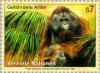 Colnect-139-155-Bornean-Orangutan-Pongo-pygmaeus.jpg
