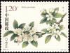 Colnect-4822-126-Plumleaf-Crabapple-Malus-prunifolia.jpg