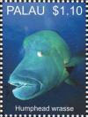 Colnect-4910-115-Humphead-wrasse-Cheilinus-undulatus.jpg