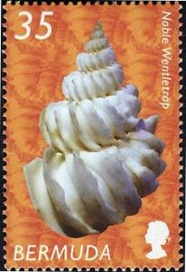 Colnect-2599-758-Noble-Wentletrap-Sthenorhytis-pernobilis-.jpg