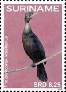 Colnect-4204-526-Phalacrocorax-brasilianus-Neotropic-Cormorant.jpg