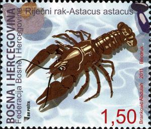Colnect-4447-514-Noble-Crayfish-Astacus-astacus.jpg