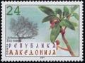 Colnect-572-850-Arbutus-andrachne.jpg