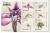 Colnect-4805-853-Orchids-of-Africa.jpg