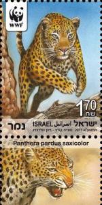 Colnect-774-454-Persian-Leopard-Panthera-pardus-saxicolor.jpg