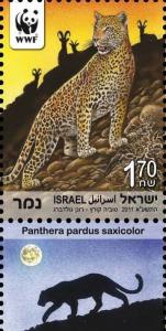Colnect-774-453-Persian-Leopard-Panthera-pardus-saxicolor.jpg