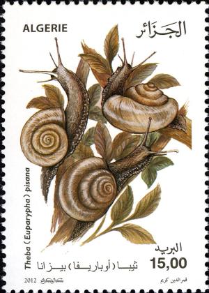 Colnect-5040-849-White-Garden-Snail-Theba-pisana.jpg