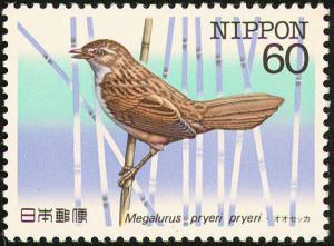 Colnect-608-844-Marsh-Grassbird-Megalurus-pryeri-pryeri-.jpg