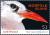 Colnect-3558-764-Red-tailed-Tropicbird-Phaethon-rubricauda-roseotincta.jpg