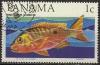 Colnect-1118-588-Southern-Red-Snapper-Lutjanus-aya.jpg