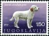 Colnect-4228-231-Istrian-Coarsehaired-Hound-Canis-lupus-familiaris.jpg