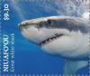 Colnect-6070-533-Great-White-Shark.jpg