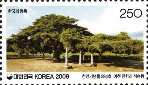 Colnect-1606-062-Zelkova-tree-Danjeon-ri-Jangseong.jpg