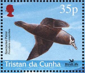 Colnect-2194-596-Spectacled-Petrel-Procellaria-conspicillata.jpg