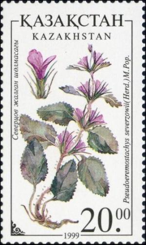Colnect-4449-318-Pseudoeremo-stachys-severzowii.jpg