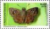 Colnect-5967-115-Butterfly-Udranomia-spitzi.jpg