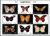 Colnect-2480-917-Butterflies---MiNo-3928-36.jpg