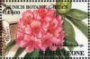 Colnect-4207-999-Rhododendron-sp.jpg