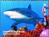 Colnect-5163-968-Caribbean-reef-shark.jpg