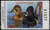 Colnect-6299-544-Ring-Necked-Duck.jpg