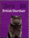 Colnect-7374-234-British-Shorthair.jpg