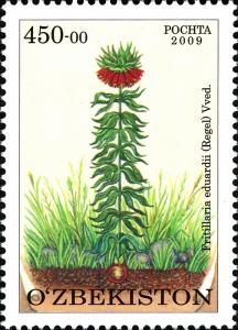 Colnect-854-407-Fritillaria-eduardii-Regel-Vved.jpg