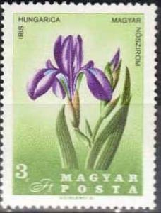 Colnect-590-911-Steppe-Iris-Iris-aphylla-subsp-hungarica.jpg