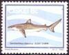 Colnect-2392-608-Dusky-Shark-Carcharhinus-obscurus.jpg