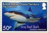 Colnect-3623-343-Grey-Reef-Shark-Carcharhinus-amblyrhynchos.jpg