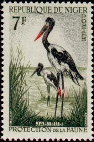 Colnect-522-461-Saddle-billed-Stork-Ephippiorhynchus-senegalensis.jpg