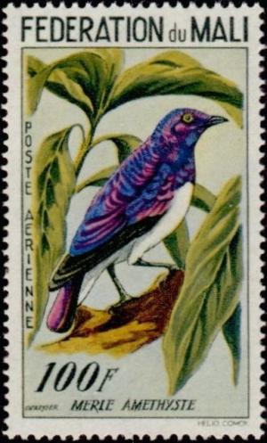 Colnect-1049-711-Violet-backed-Starling-Cinnyricinclus-leucogaster.jpg