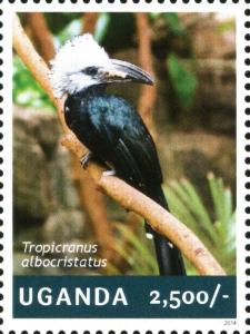 Colnect-4804-822-White-crested-Hornbill-Tropicranus-albocristatus.jpg