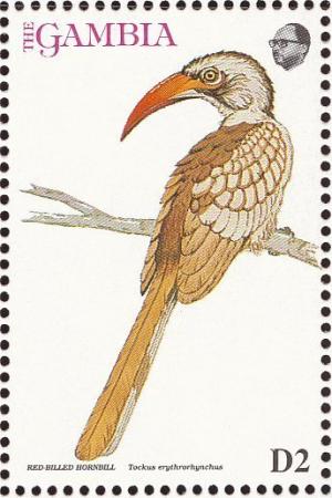 Colnect-1462-502-Red-billed-Hornbill-Tockus-erythrorhynchus.jpg