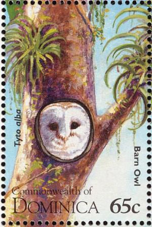 Colnect-1748-089-Western-Barn-Owl-Tyto-alba.jpg