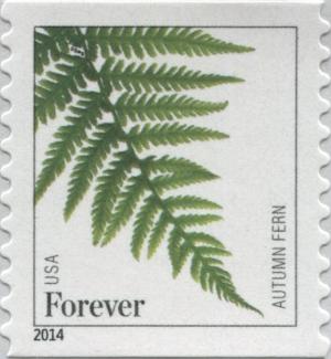 Colnect-4450-000-Autumn-fern-Dryopteris-erythrosora.jpg