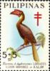 Colnect-2901-865-Rufous-Hornbill-Buceros-hydrocorax.jpg