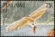 Colnect-3388-911-Western-Barn-Owl-Tyto-alba.jpg