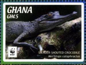 Colnect-3658-034-Slender-snouted-Crocodile-Crocodylus-cataphractus.jpg