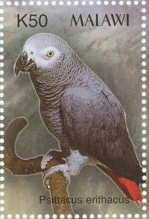 Colnect-6028-501-Gray-Parrot-Psittacus-erithacus.jpg