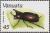 Colnect-1232-179-Brown-Rhinoceros-Beetle-Xylotrupes-gideon.jpg
