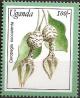 Colnect-5627-209-Ceropegia-Succulenta.jpg